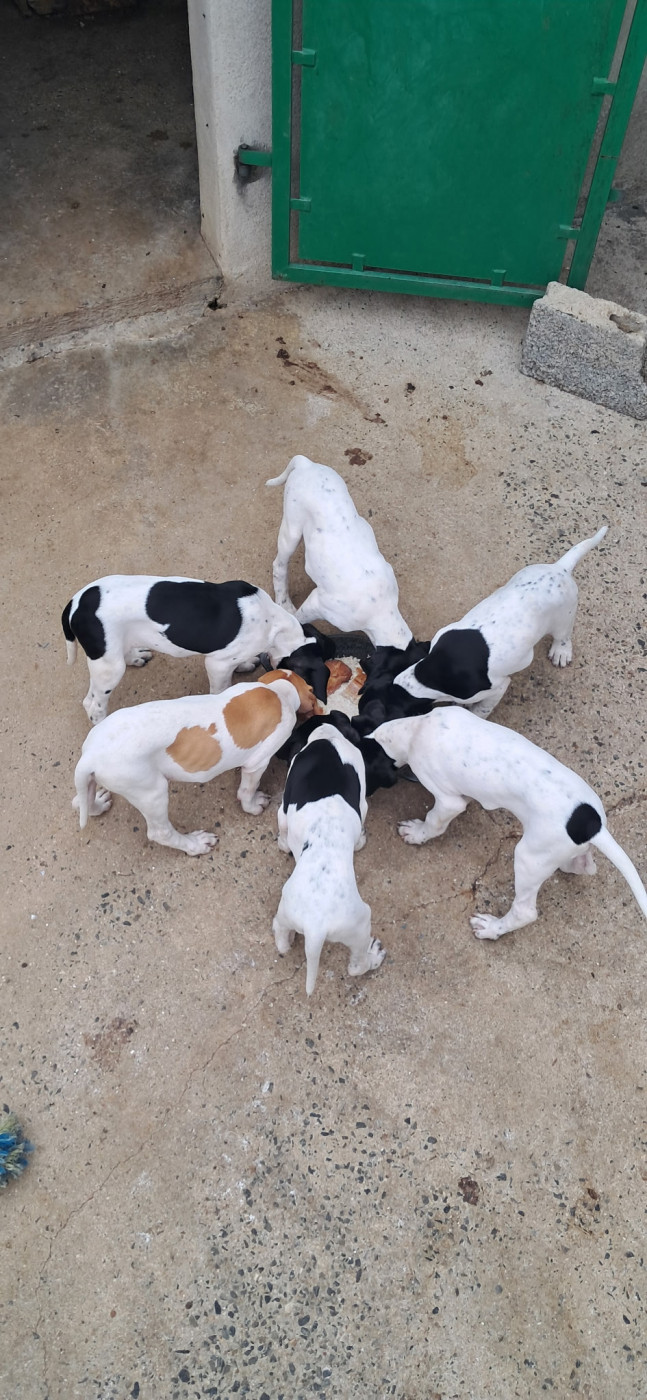 Chiot Pointer Des Brises De Paimpol