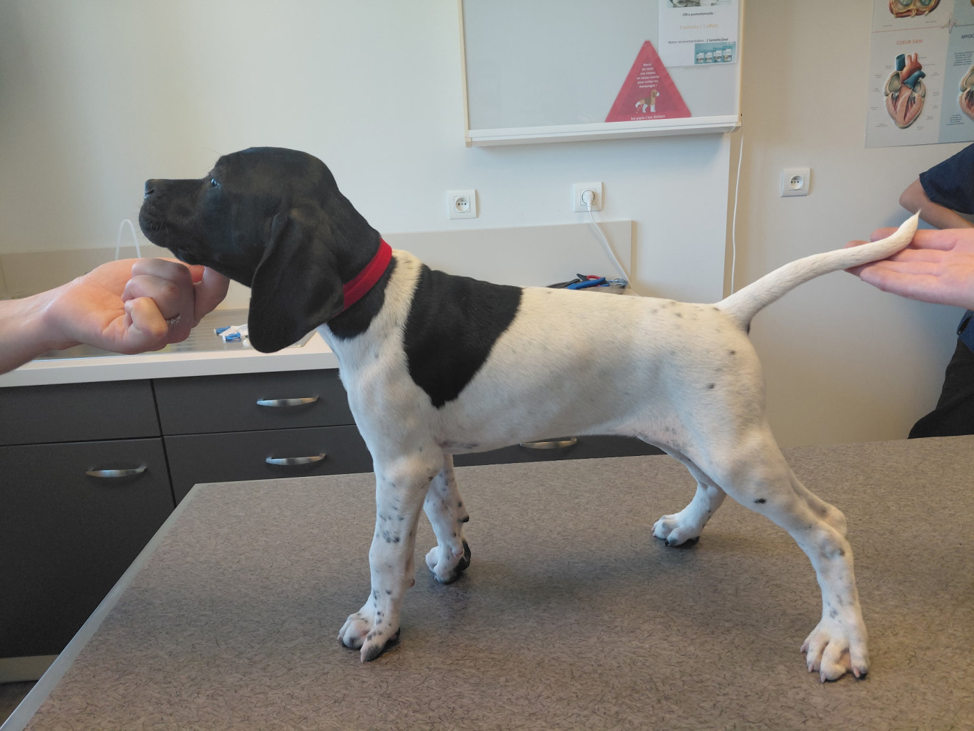 Des Brises De Paimpol - Chiots disponibles - Pointer