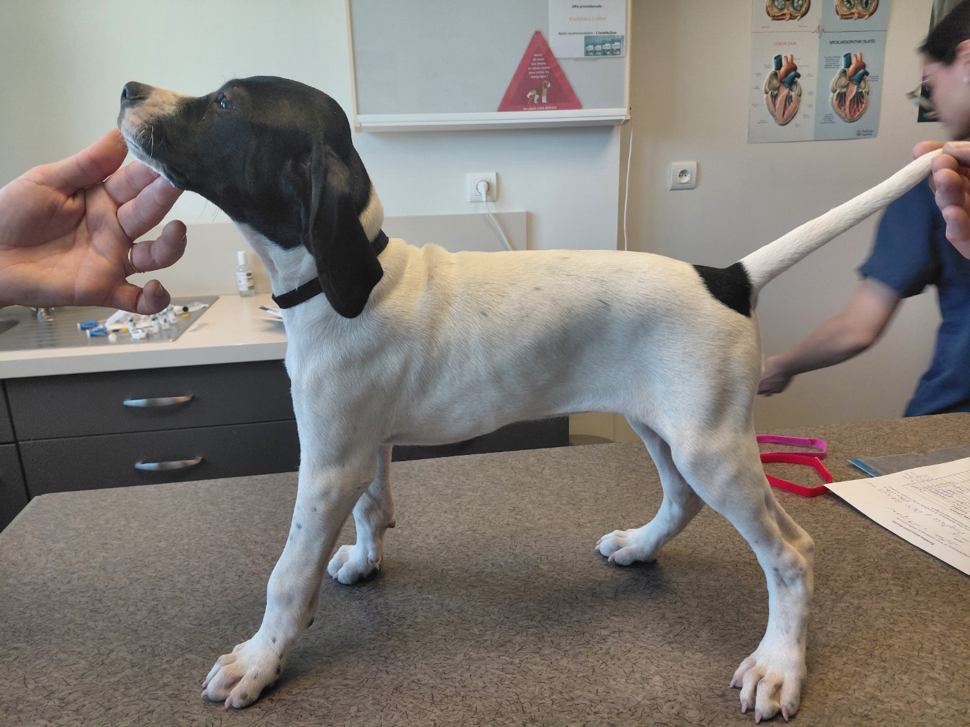 Des Brises De Paimpol - Chiots disponibles - Pointer